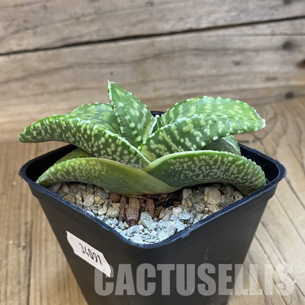 SH34091 Gasteria ‘Tiger Spot’ - 画像 (3)