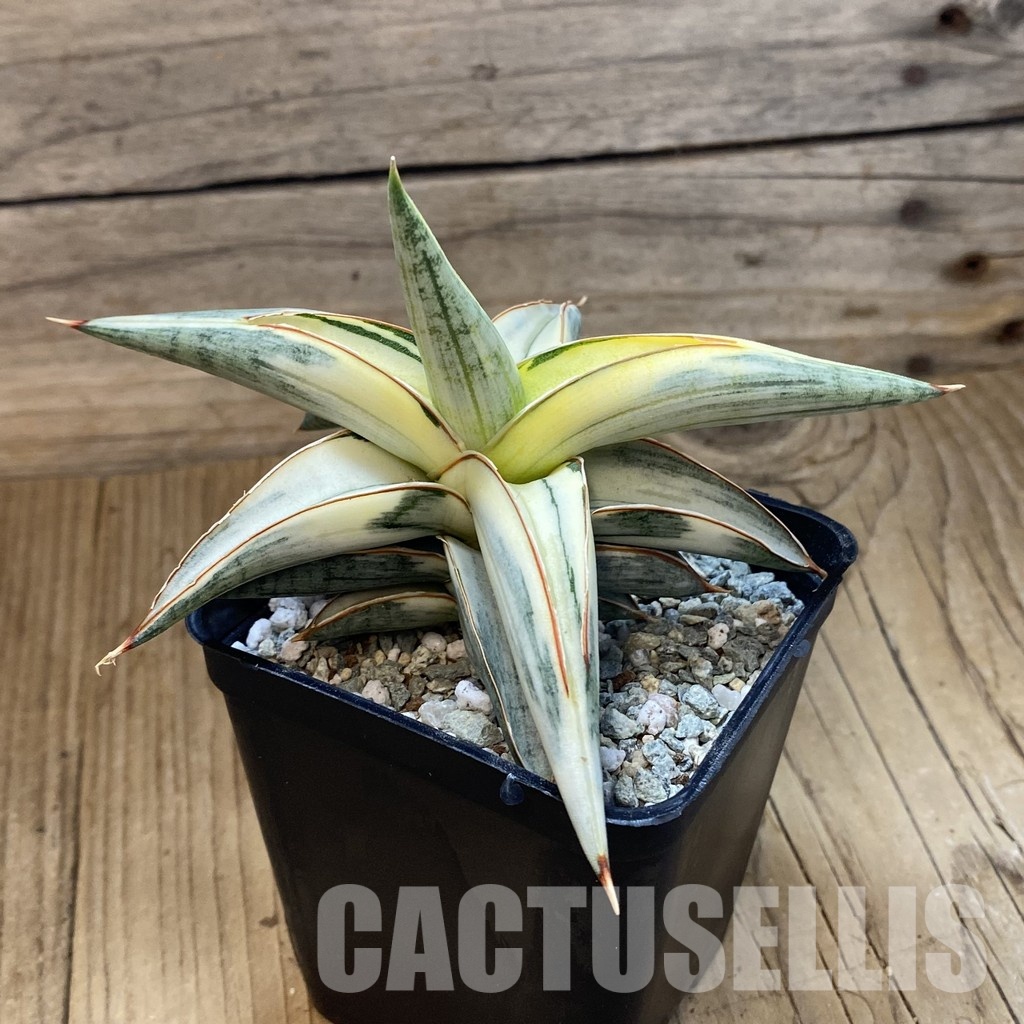 SH34048 Sansevieria ‘Blue Clone’ - 画像 (2)