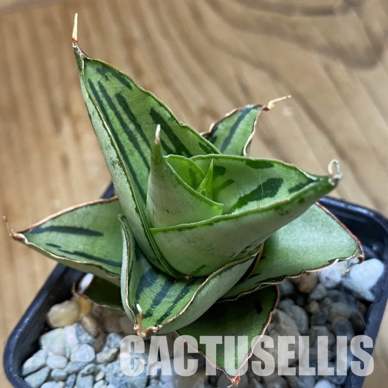 SH34094 Sansevieria 'Alexa' hybrid