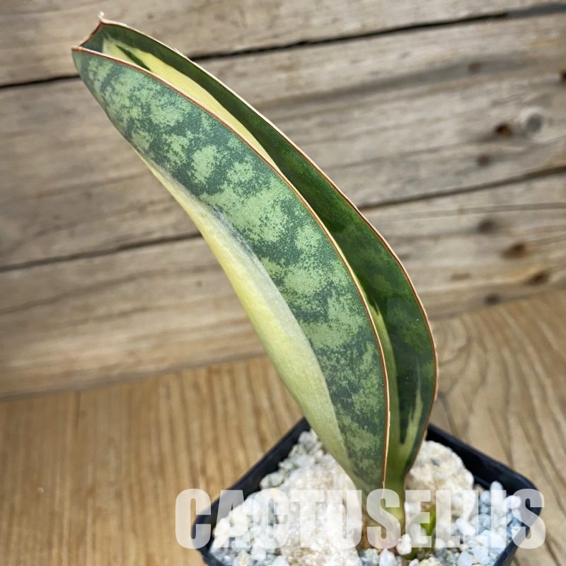 SH34096 Sansevieria ‘Masoniana’ mediopicta