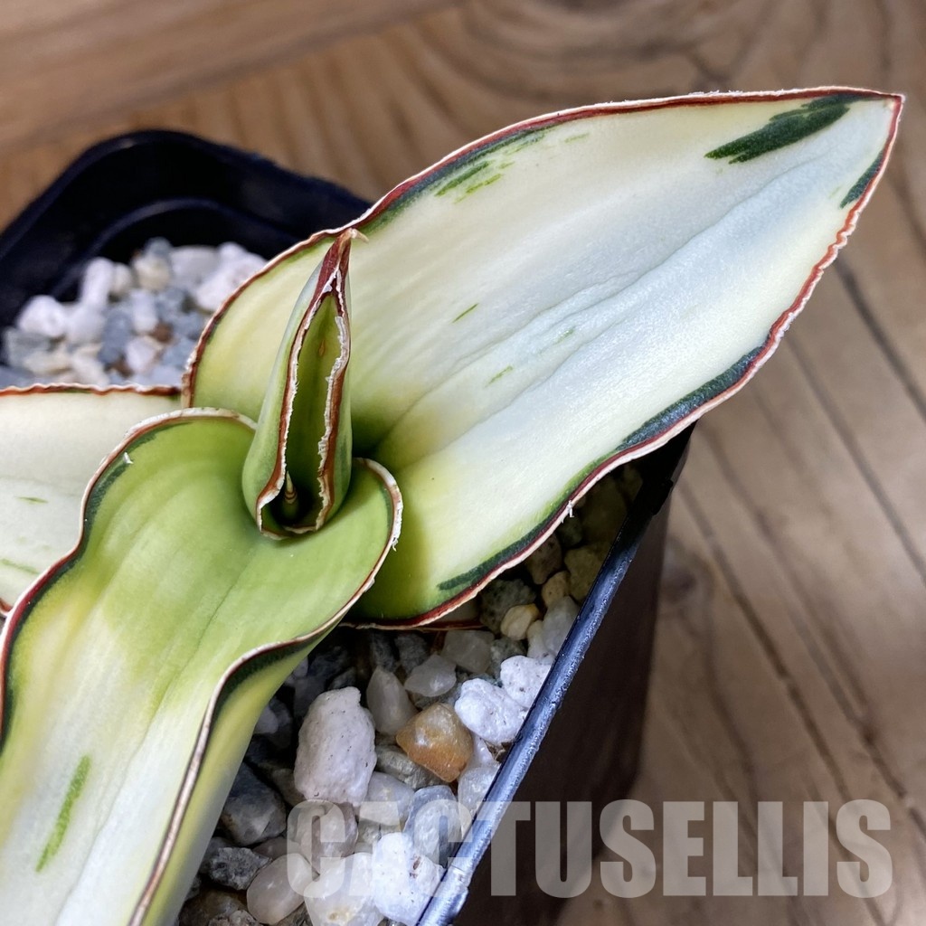 SH34098 Sansevieria robusta ‘White’