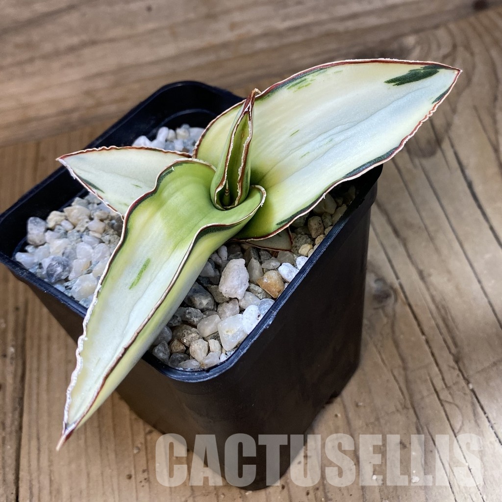 SH34098 Sansevieria robusta ‘White’ - 画像 (2)