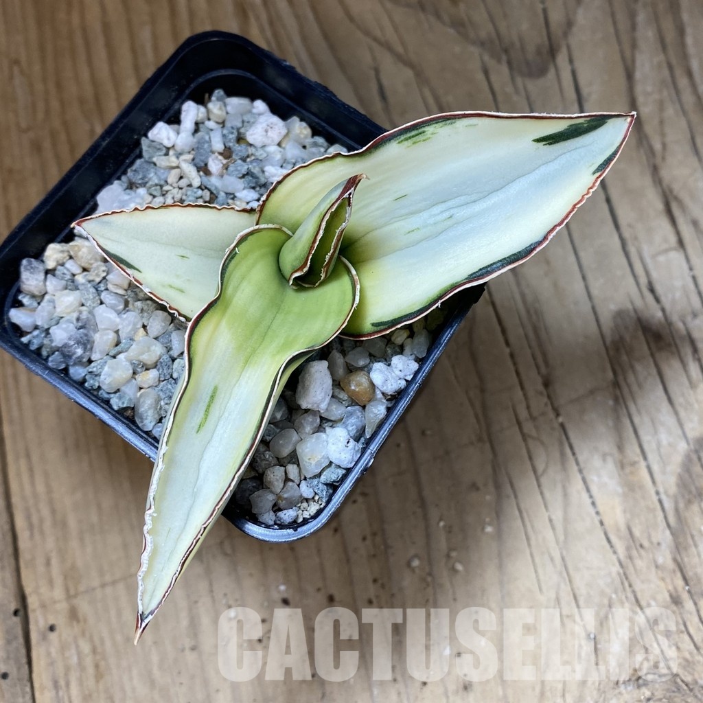 SH34098 Sansevieria robusta ‘White’ - 画像 (3)