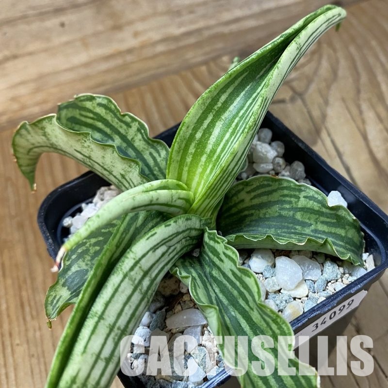 SH34099 Sansevieria ‘Watermelon’ hybrid