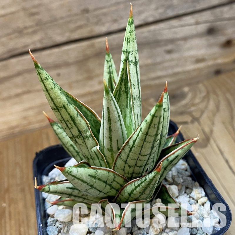 SH34100 Sansevieria ‘Lawang’ hybrid