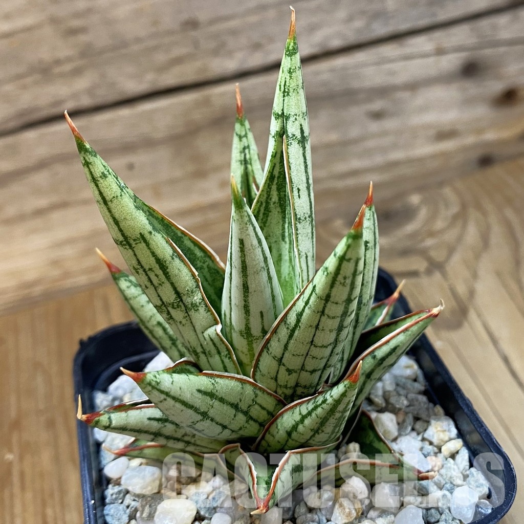 SH34100 Sansevieria ‘Lawang’ hybrid