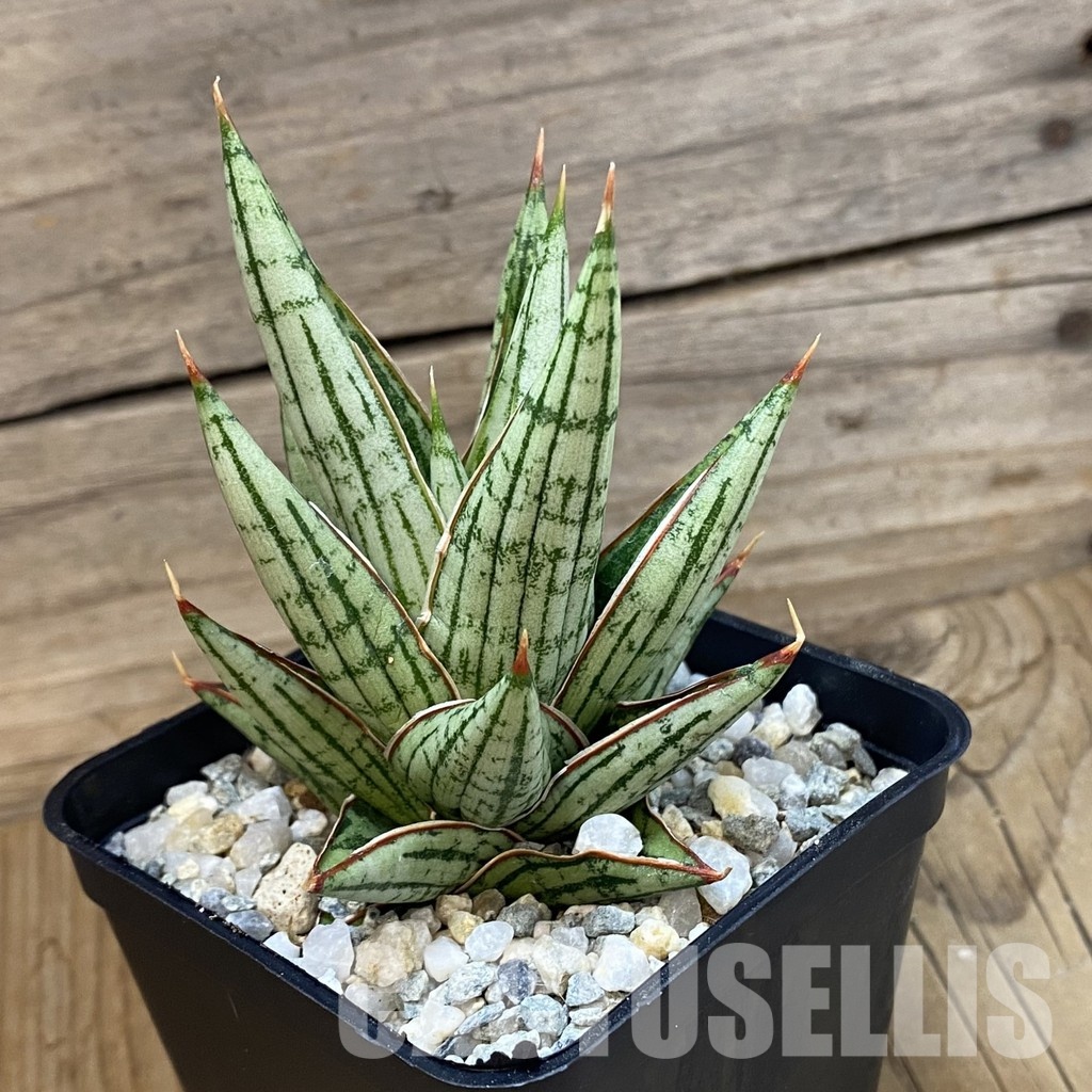 SH34100 Sansevieria ‘Lawang’ hybrid - 画像 (2)