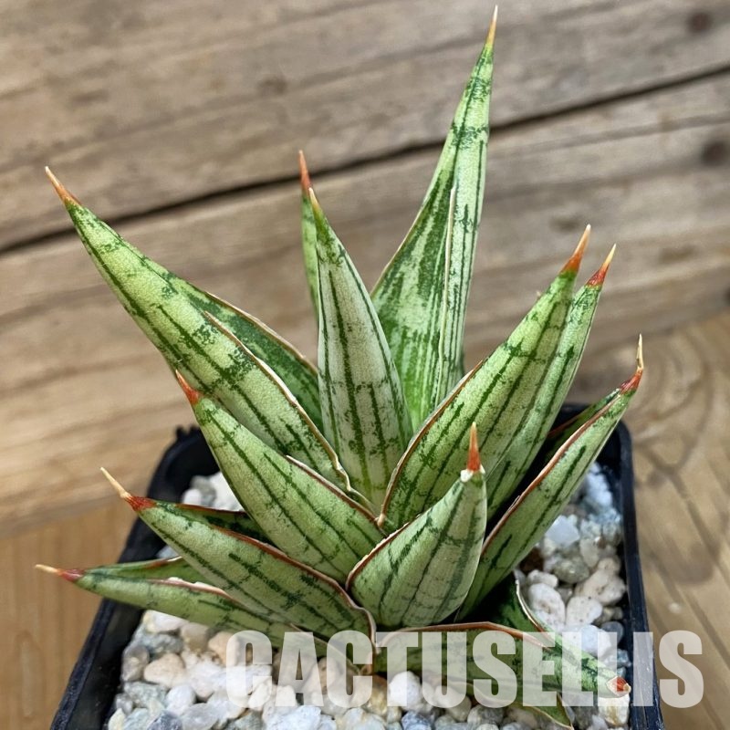 SH34101 Sansevieria ‘Lawang’ hybrid