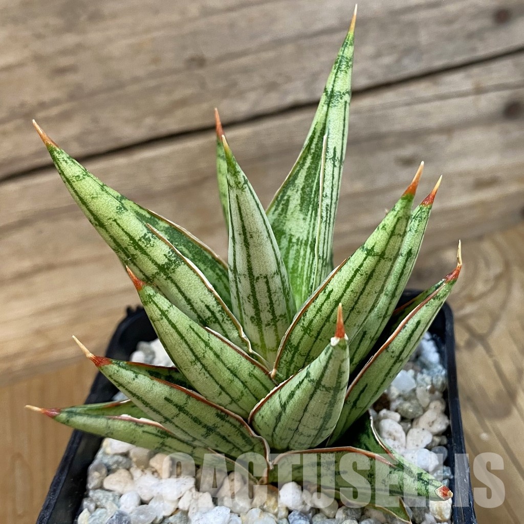SH34101 Sansevieria ‘Lawang’ hybrid