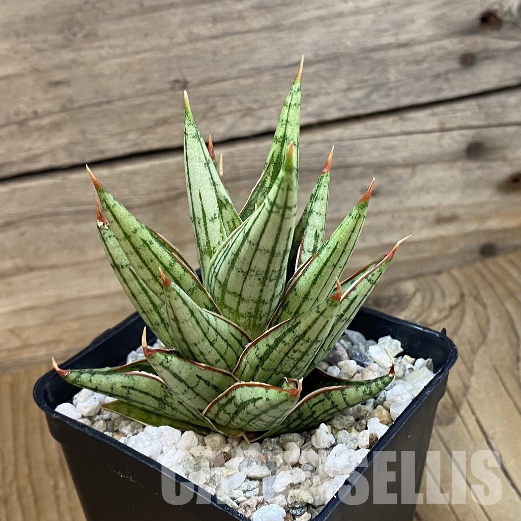 SH34101 Sansevieria ‘Lawang’ hybrid - 画像 (2)