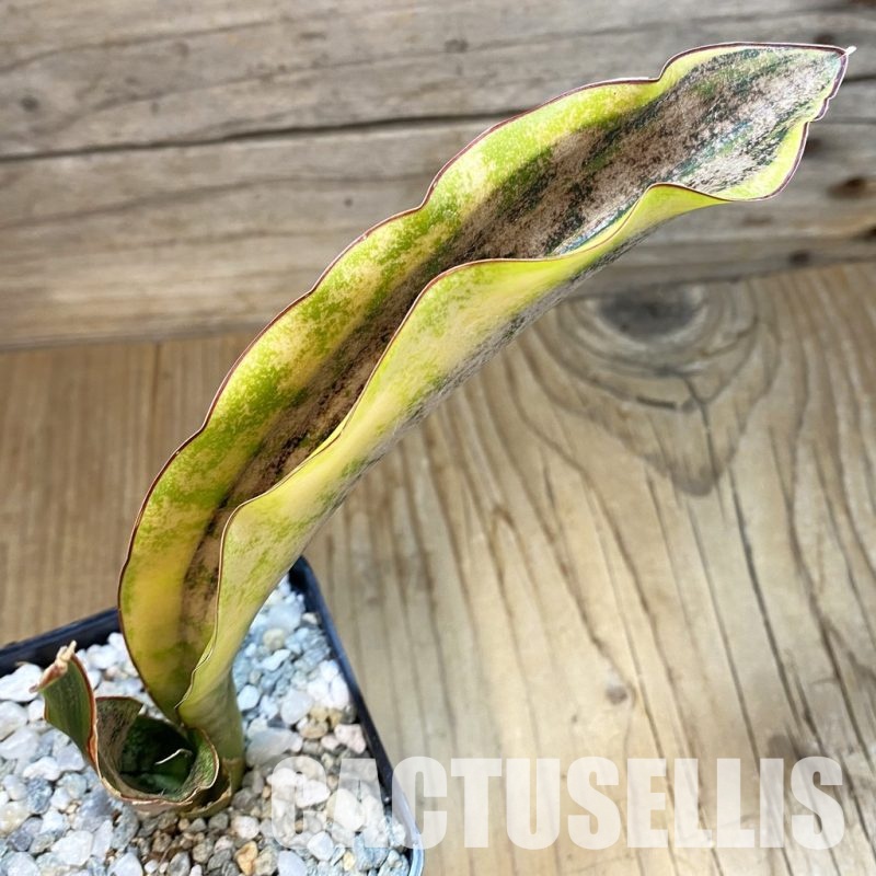 SH34044 Sansevieria kirkii ‘White’