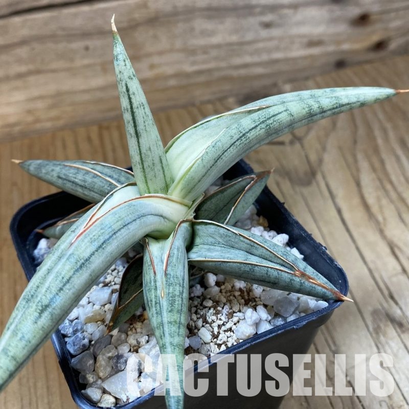 SH34105 Sansevieria ‘Silver Clone’