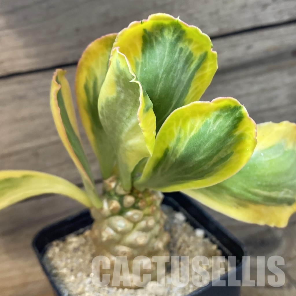 SH34106 Euphorbia poissonii f. variegata