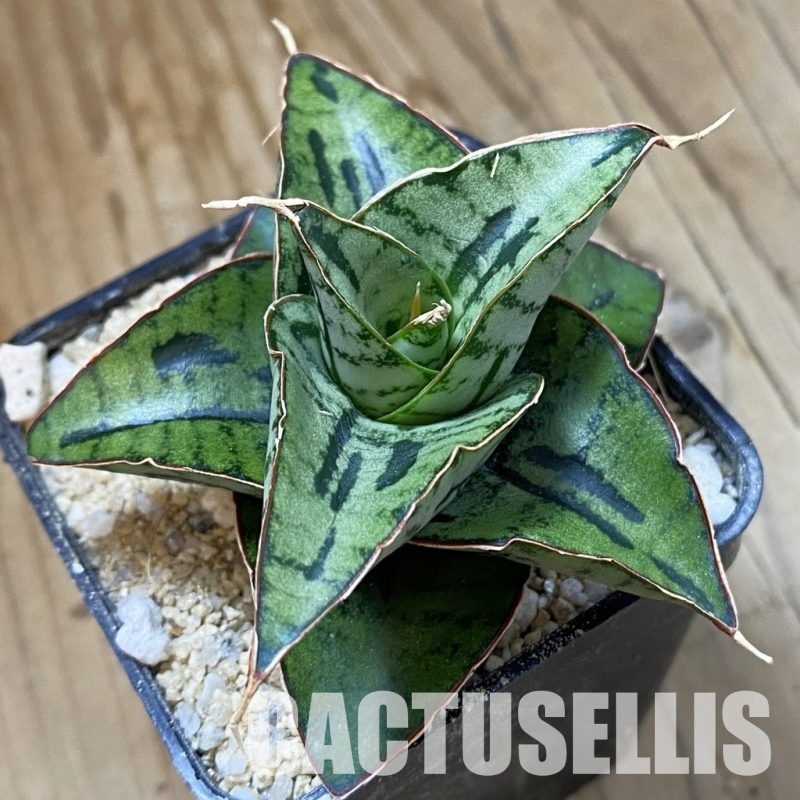 SH34050 Sansevieria ‘Kaisar’ mini