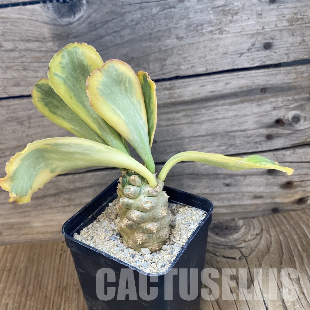 SH34106 Euphorbia poissonii f. variegata - Image 2