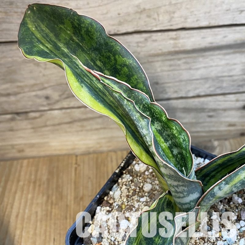 SH34107 Sansevieria 'Huntington Golden'