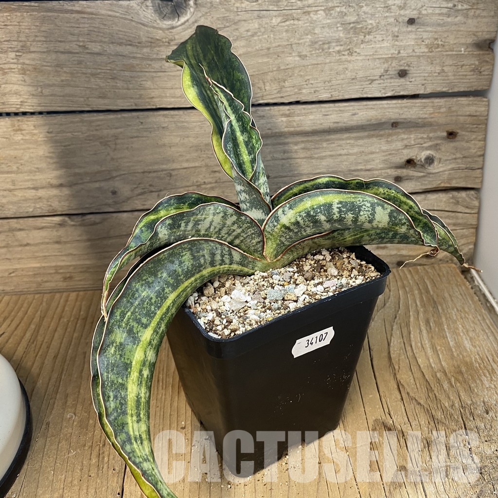 SH34107 Sansevieria 'Huntington Golden' - Image 2