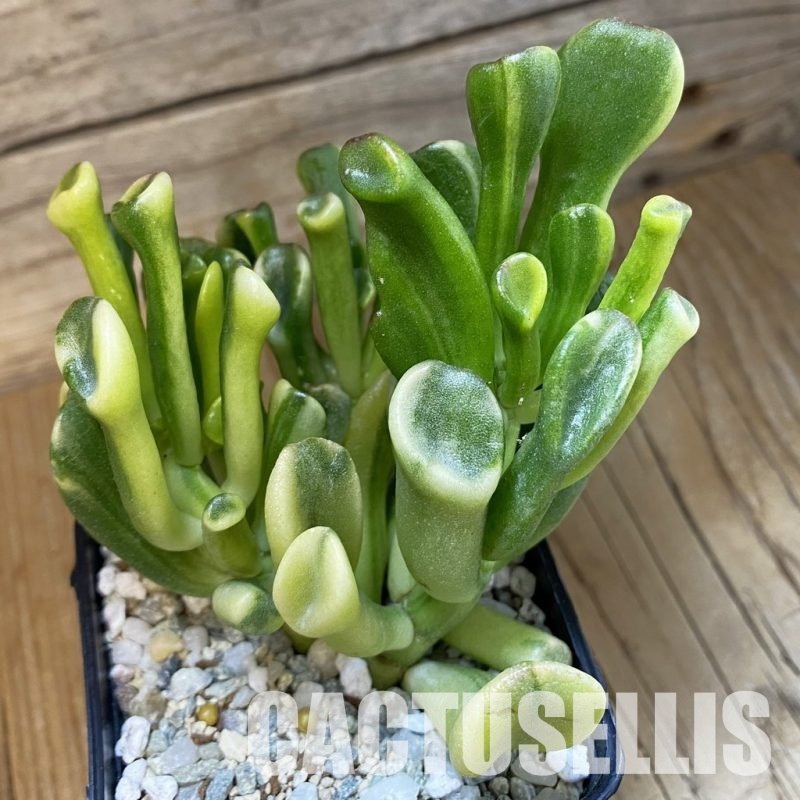 SH34108 Crassula ovata ‘Gollum’ yellow f. variegata