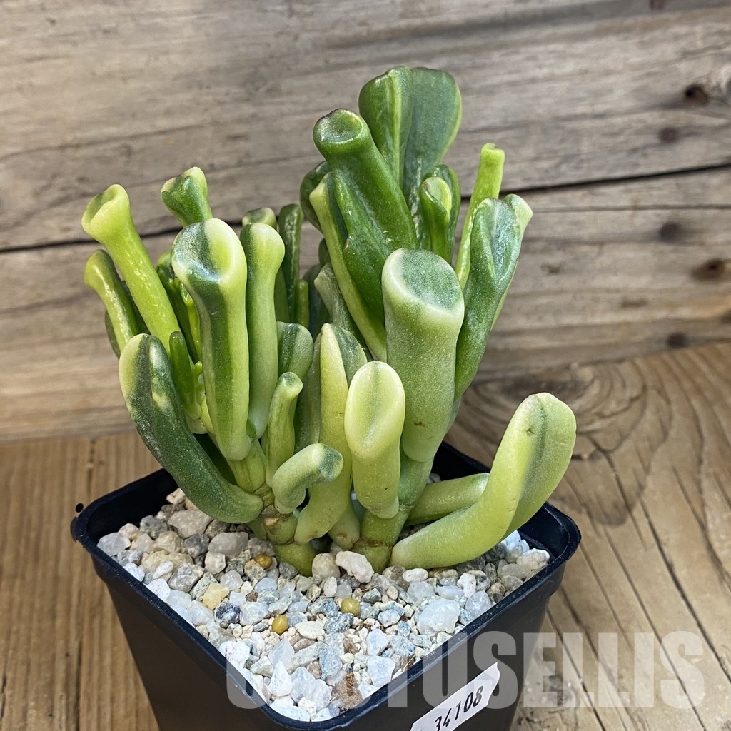 SH34108 Crassula ovata ‘Gollum’ yellow f. variegata - Image 2