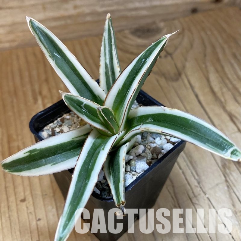 SH34109 Agave victoriae-reginae ‘White Rhino’