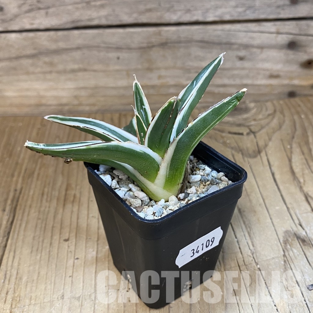 SH34109 Agave victoriae-reginae ‘White Rhino’ - Image 2