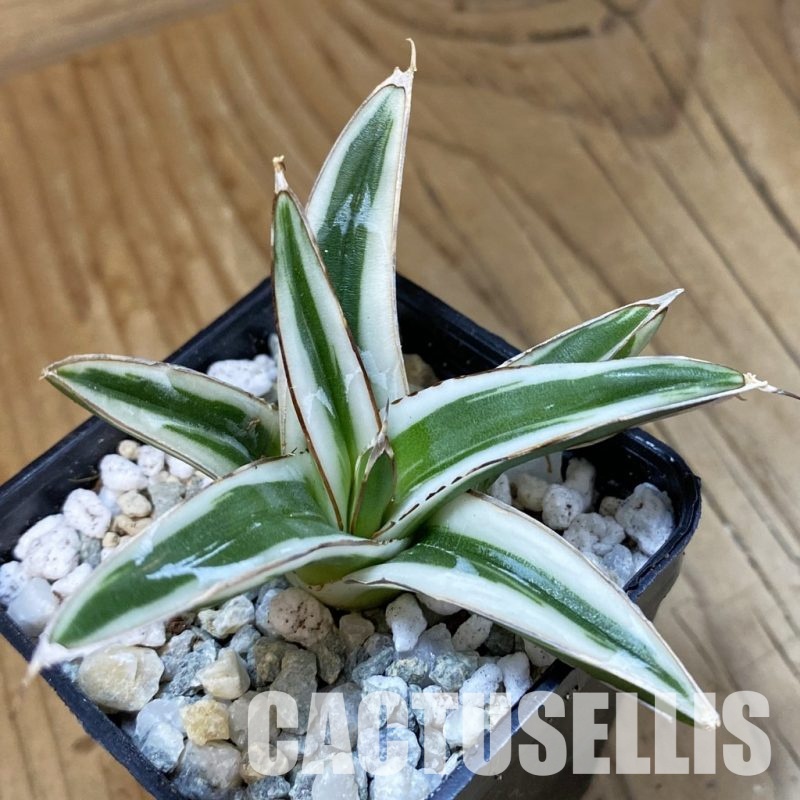 SH34110 Agave victoriae-reginae ‘White Rhino’