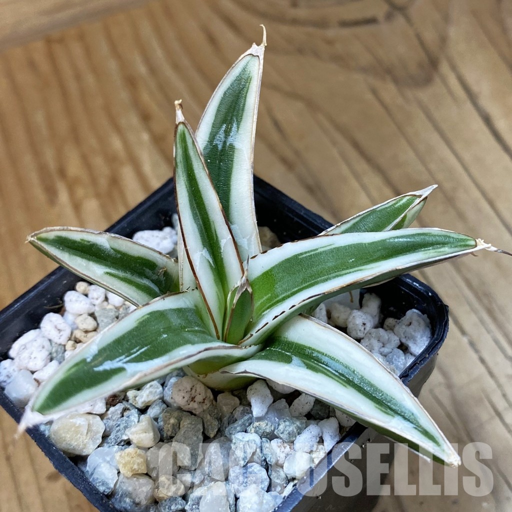 SH34110 Agave victoriae-reginae ‘White Rhino’