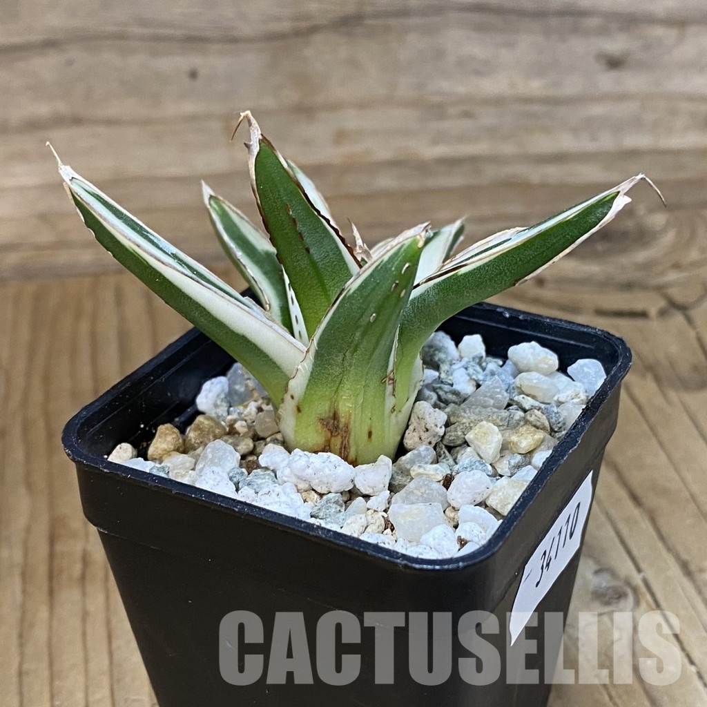 SH34110 Agave victoriae-reginae ‘White Rhino’ - Image 2