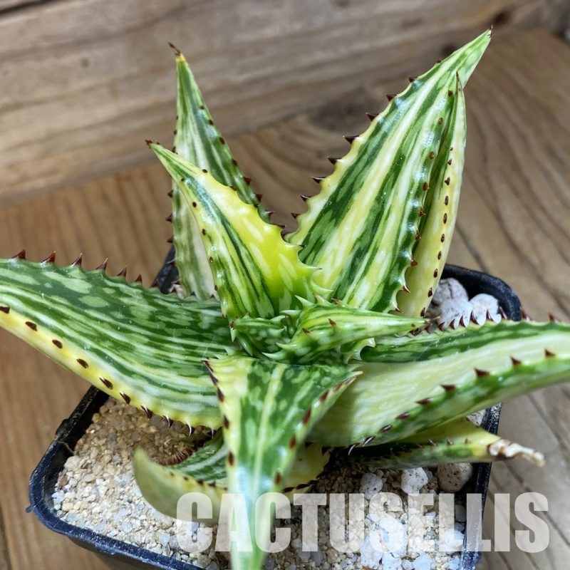 SH34111 Aloe somaliensis f. variegata