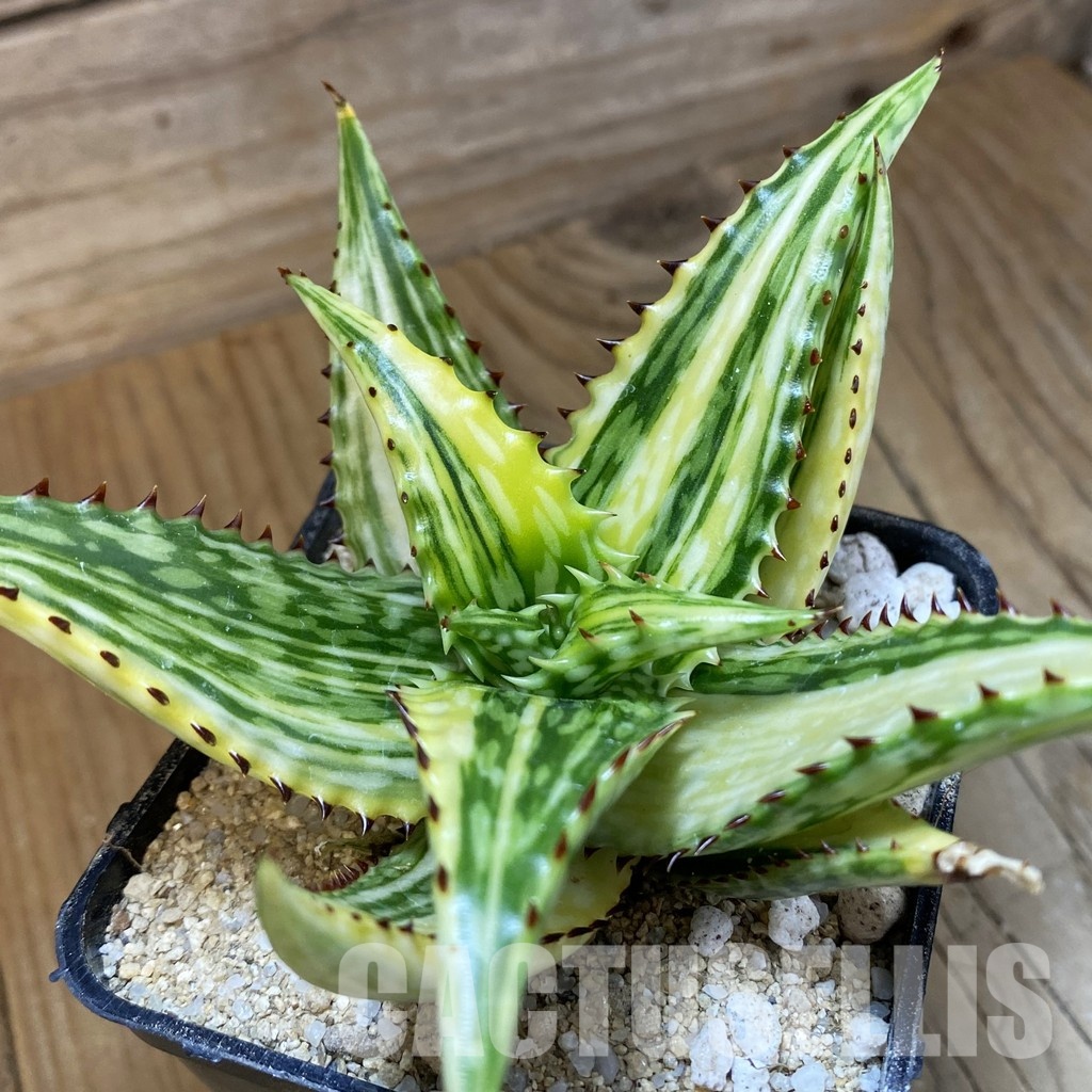 SH34111 Aloe somaliensis f. variegata