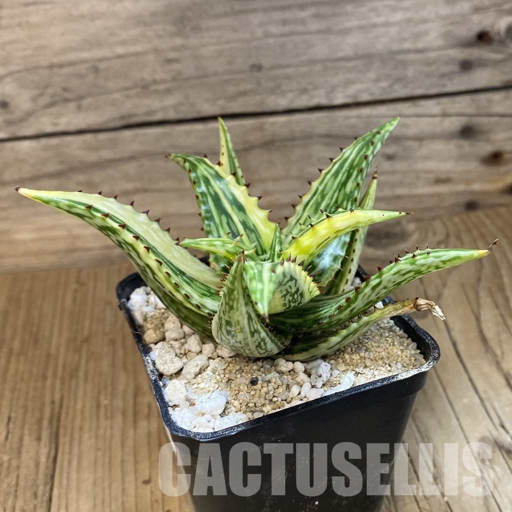 SH34111 Aloe somaliensis f. variegata - Image 2