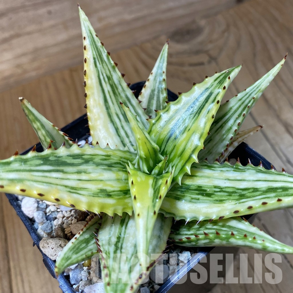 SH34112 Aloe somaliensis f. variegata - Image 2