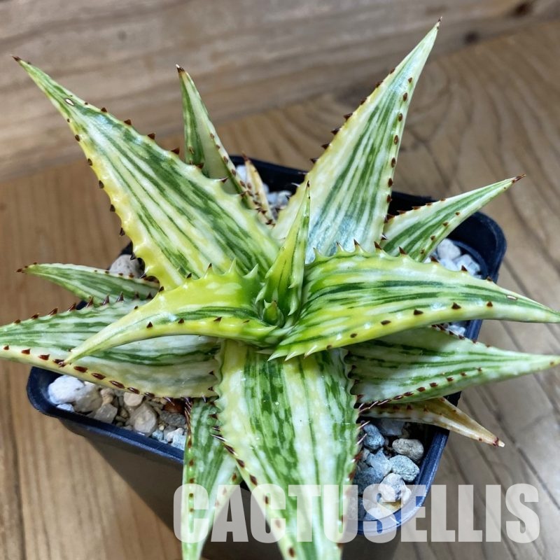 SH34112 Aloe somaliensis f. variegata