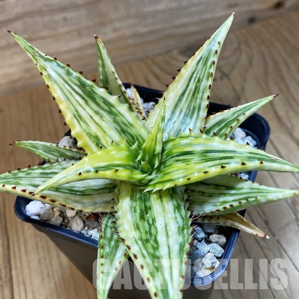 SH34112 Aloe somaliensis f. variegata