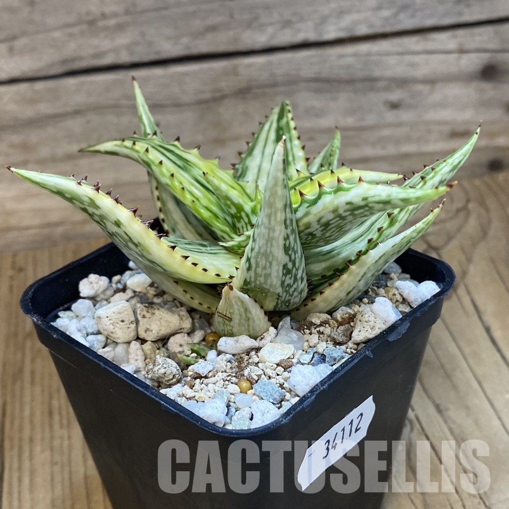 SH34112 Aloe somaliensis f. variegata - Image 3