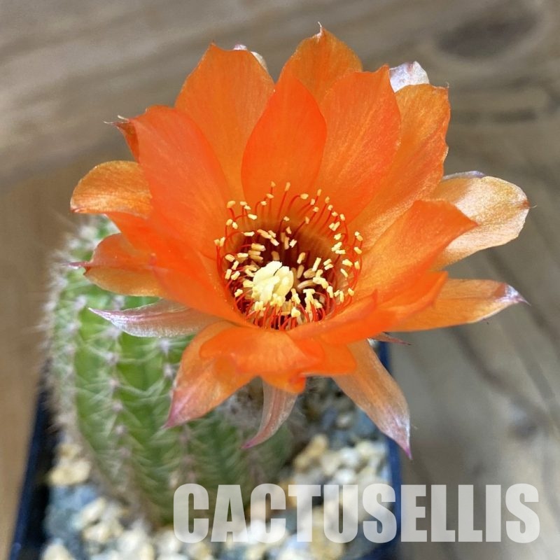 SH34113 Chamaelobivia hybrid