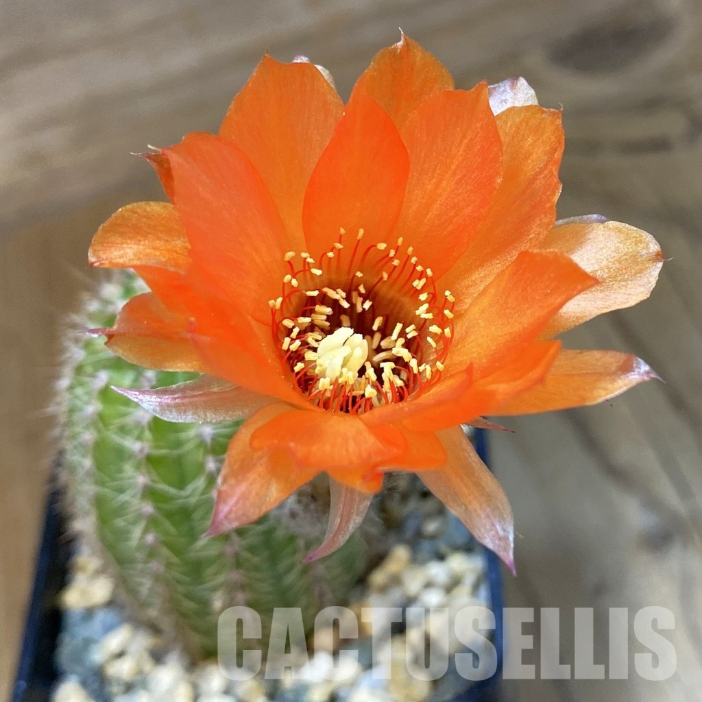 SH34113 Chamaelobivia hybrid