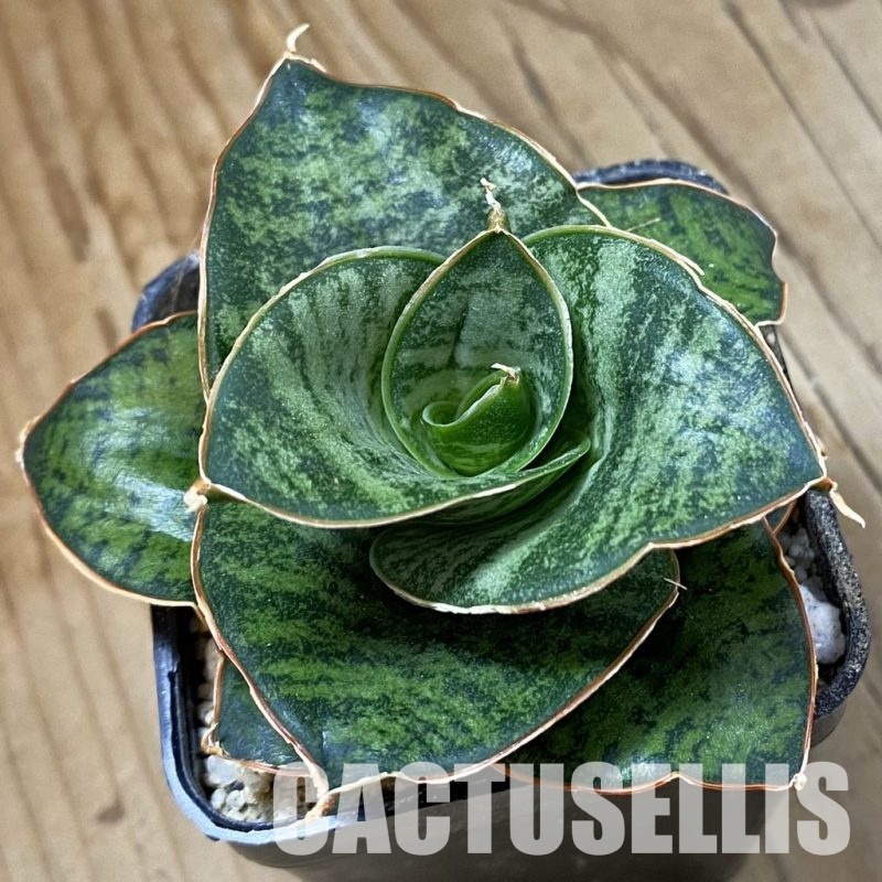 SH34051 Sansevieria ‘Zaza’ hybrid