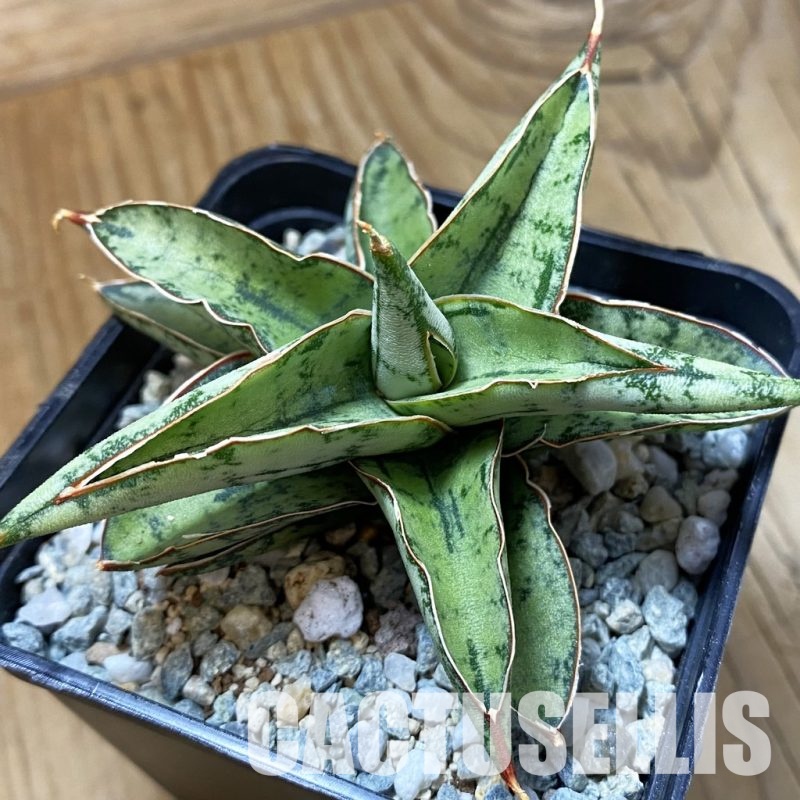 SH34053 Sansevieria ‘Dony’ mini hybrid