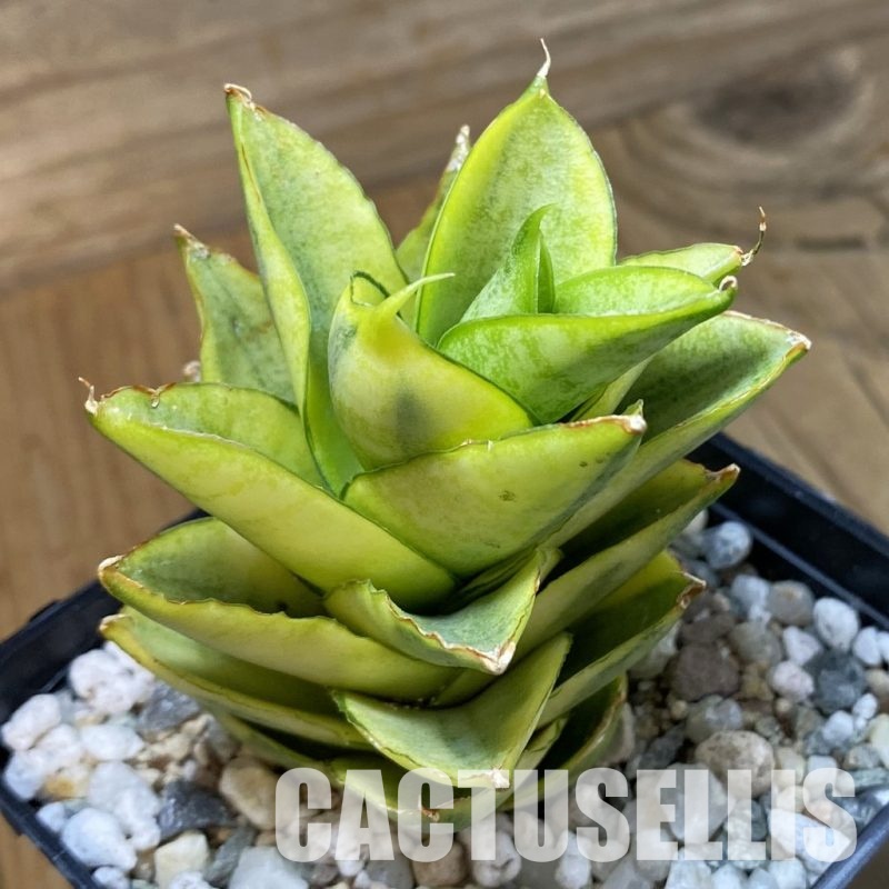 SH34054 Sansevieria ‘Pagoda’ hybrid