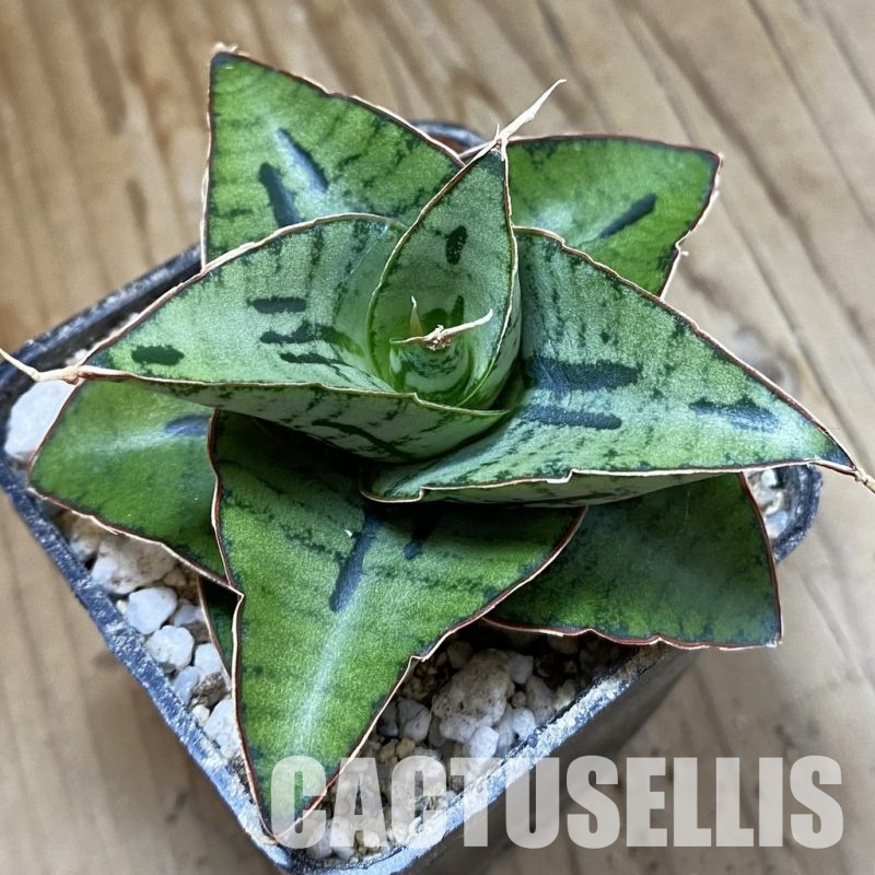 SH34055 Sansevieria ‘Kaisar’ mini