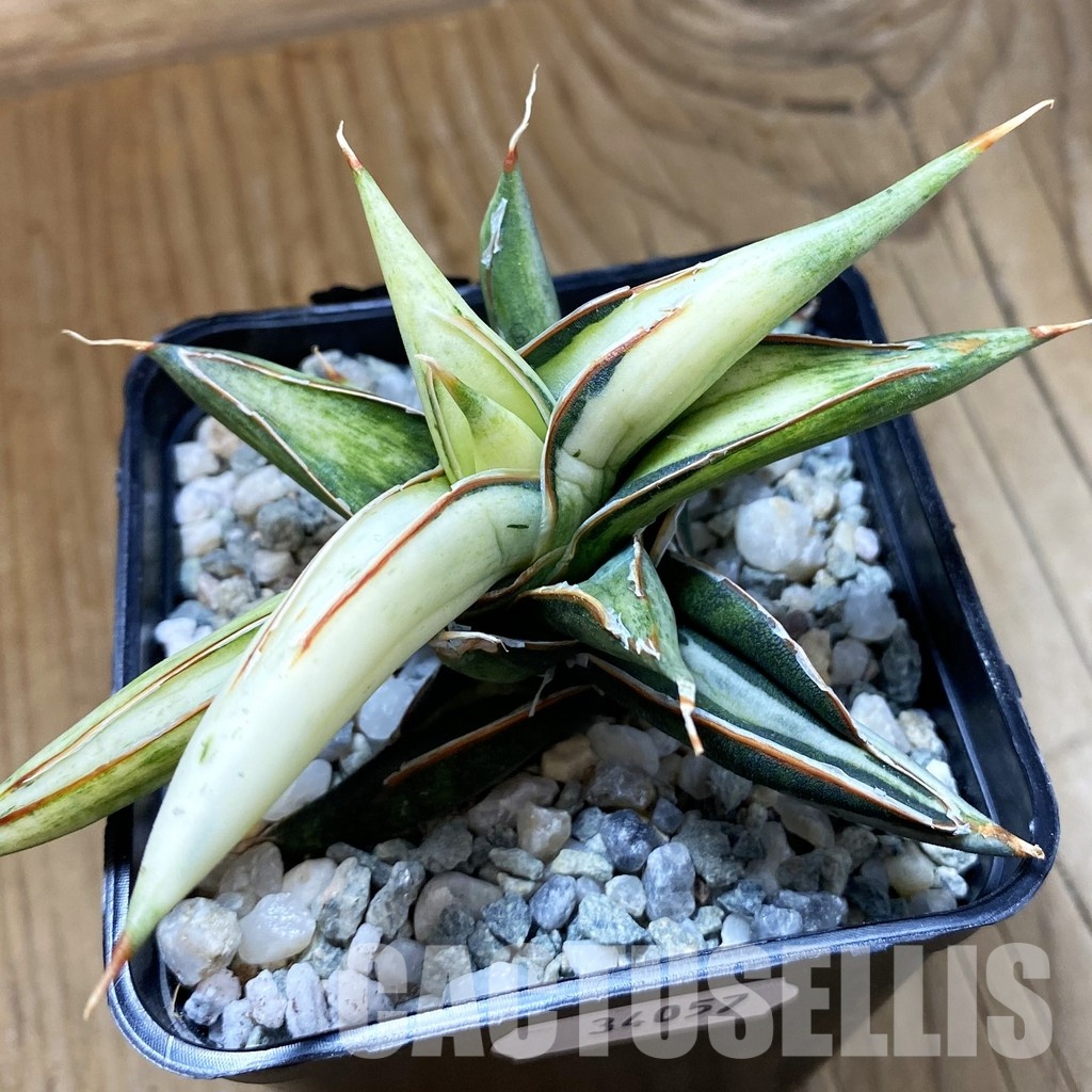 SH34057 Sansevieria 'Silver Clone' mediopicta