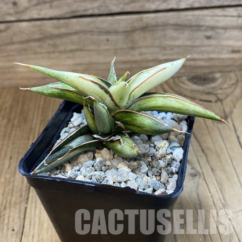 SH34057 Sansevieria 'Silver Clone' mediopicta - 画像 (2)