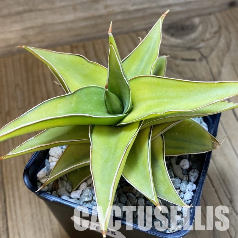 SH34058 Sansevieria ‘Blue leaf’ f. variegata