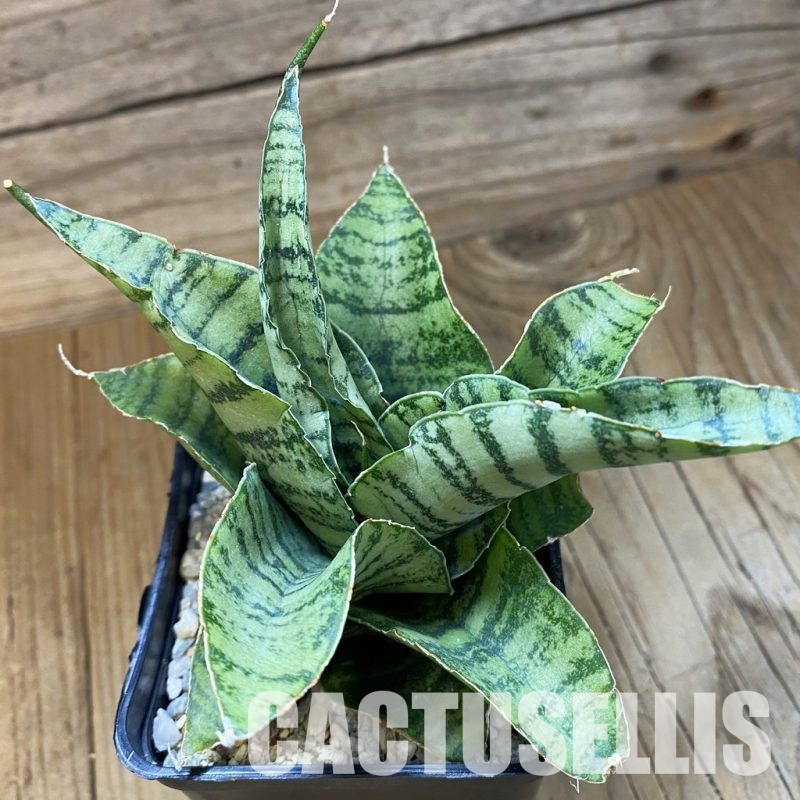 SH34060 Sansevieria 'Spider' hybrid