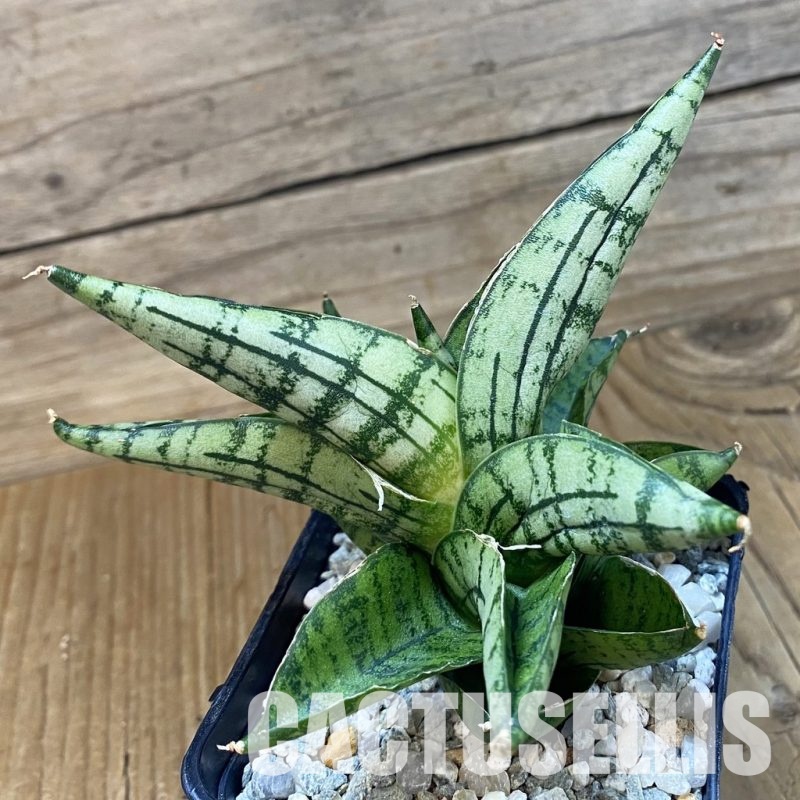 SH34061 Sansevieria ‘Manja’ hybrid