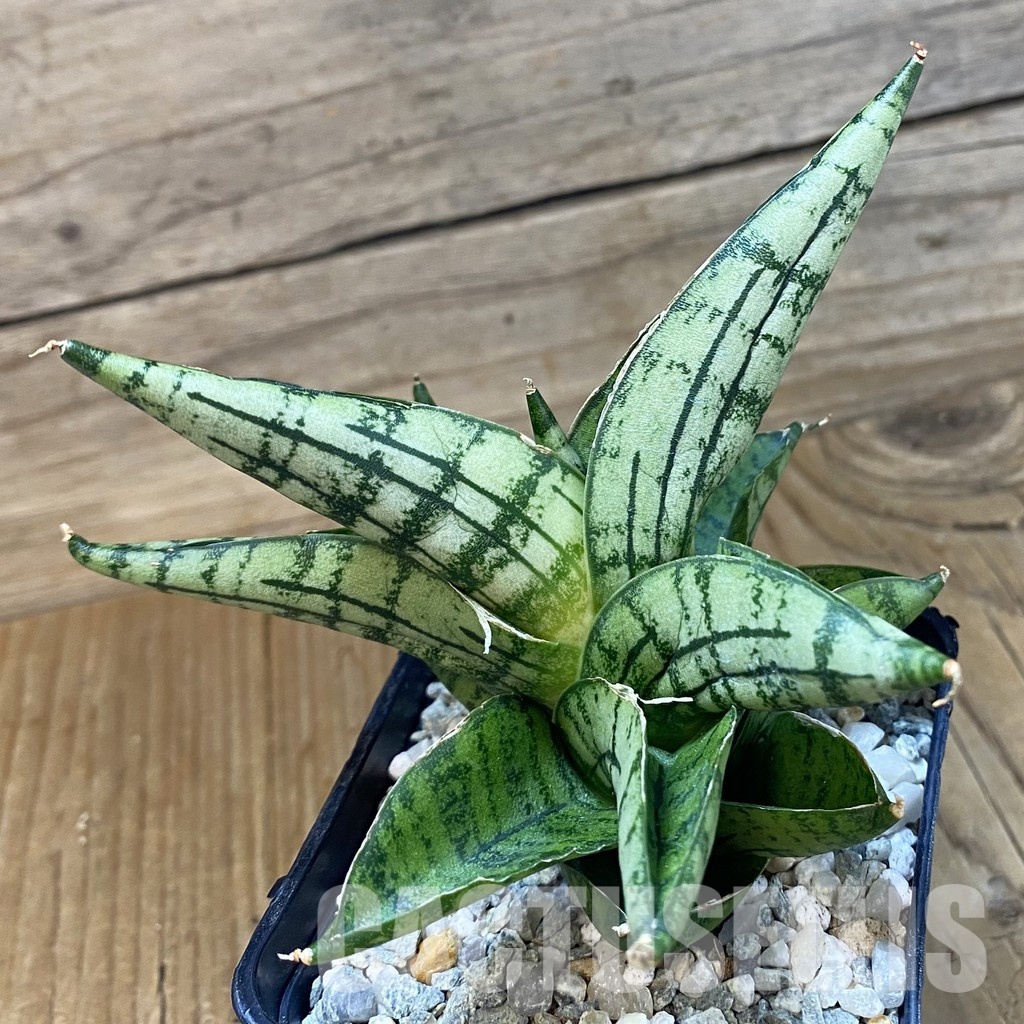 SH34061 Sansevieria ‘Manja’ hybrid