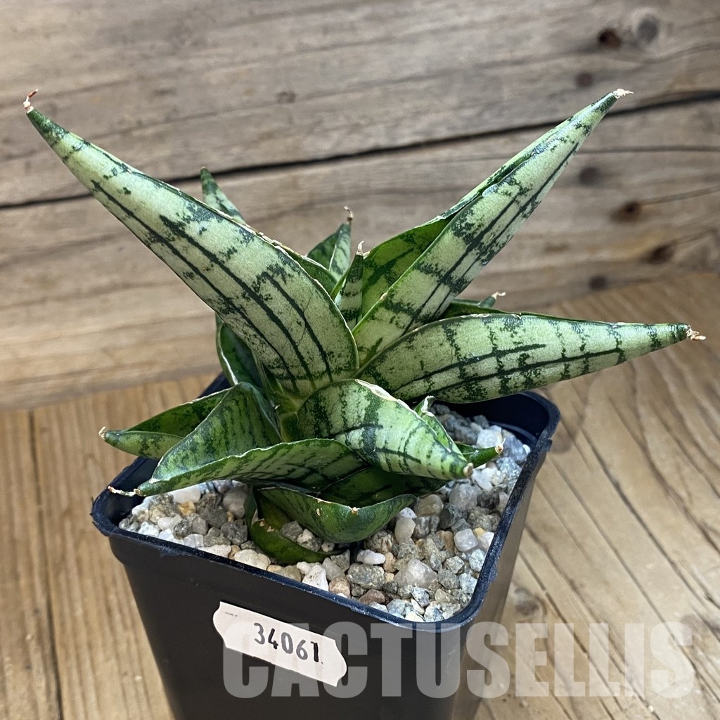 SH34061 Sansevieria ‘Manja’ hybrid - 画像 (2)