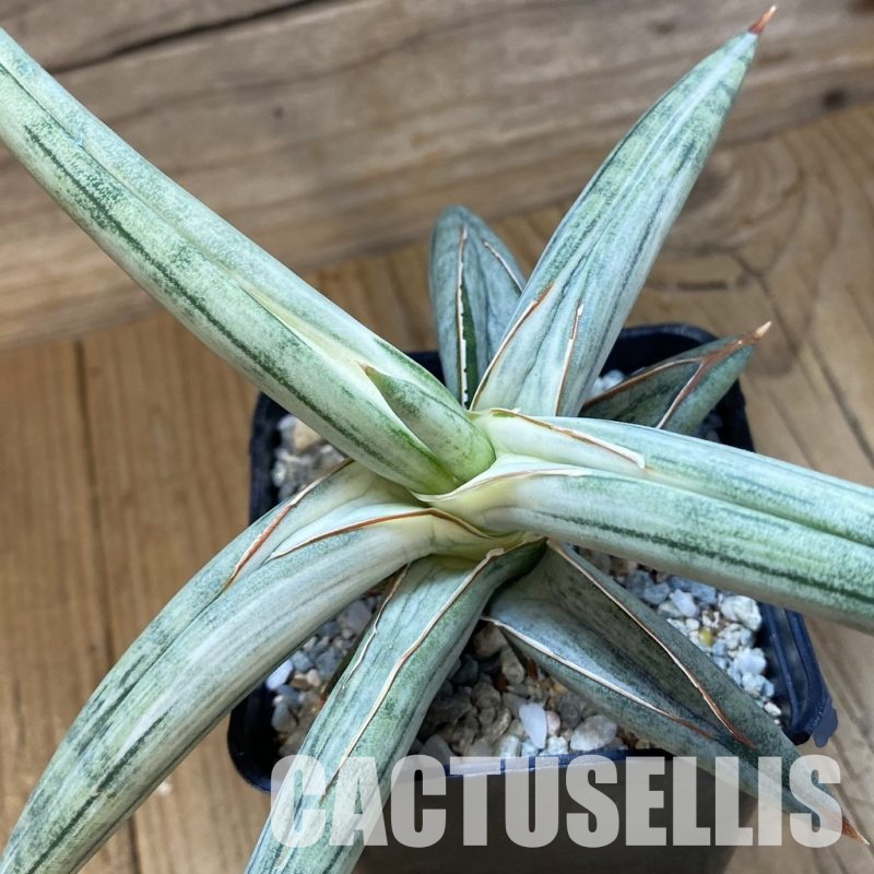 SH34063 Sansevieria ‘Silver Clone’