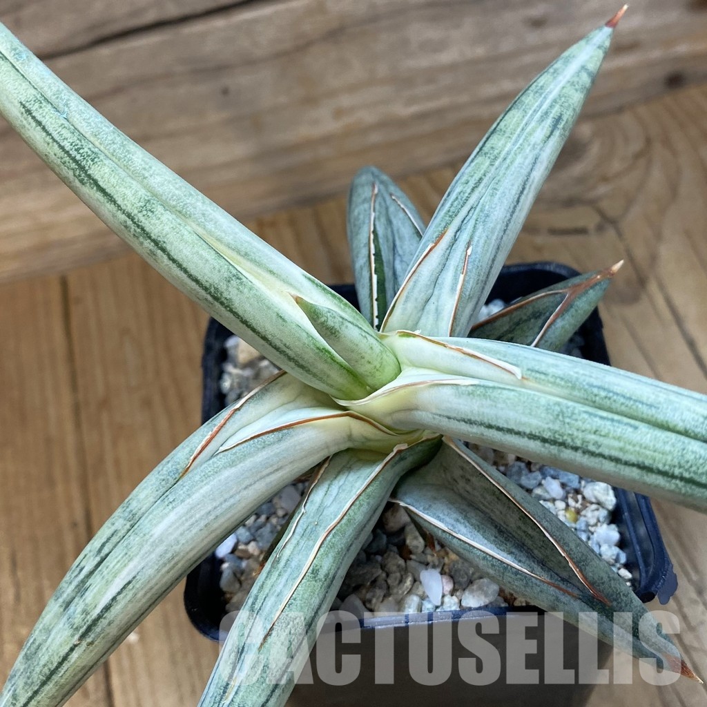 SH34063 Sansevieria ‘Silver Clone’